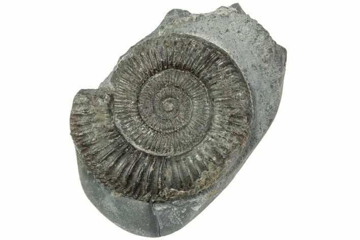 Ammonite (Dactylioceras) Fossil - England #223872